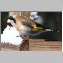 Carduelis carduelis - Stieglitz 01f.jpg